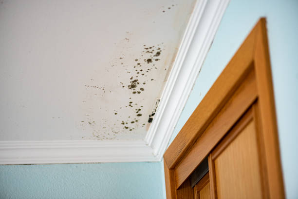 Best Local Mold Removal Service  in Oronogo, MO