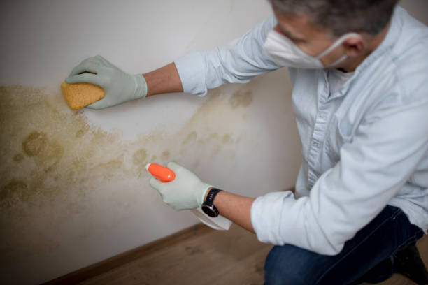 Best Toxic Mold Removal  in Oronogo, MO