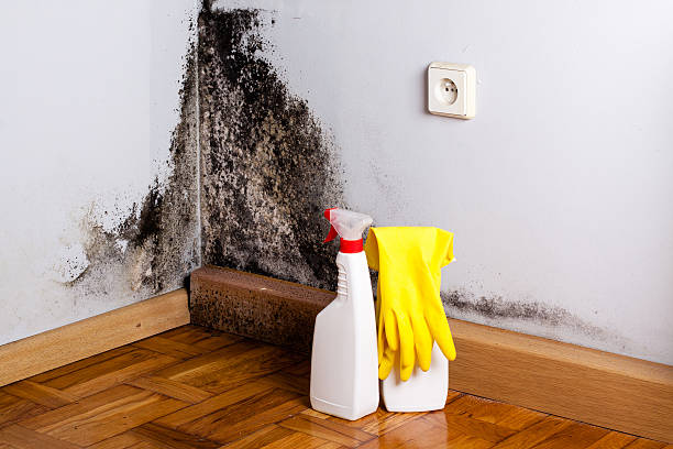 Crawl Space Mold Removal in Oronogo, MO